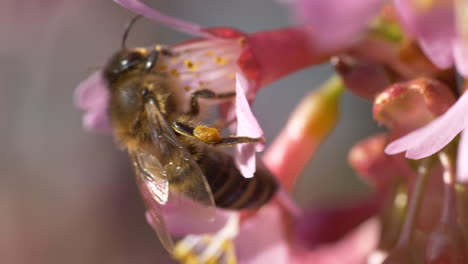 macro primer plano de abeja recogiendo polen en flor rosa durante el tiempo de polinización