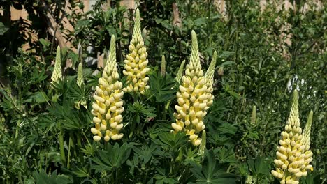 lupinus , lupin , yell flowers in an english country garden