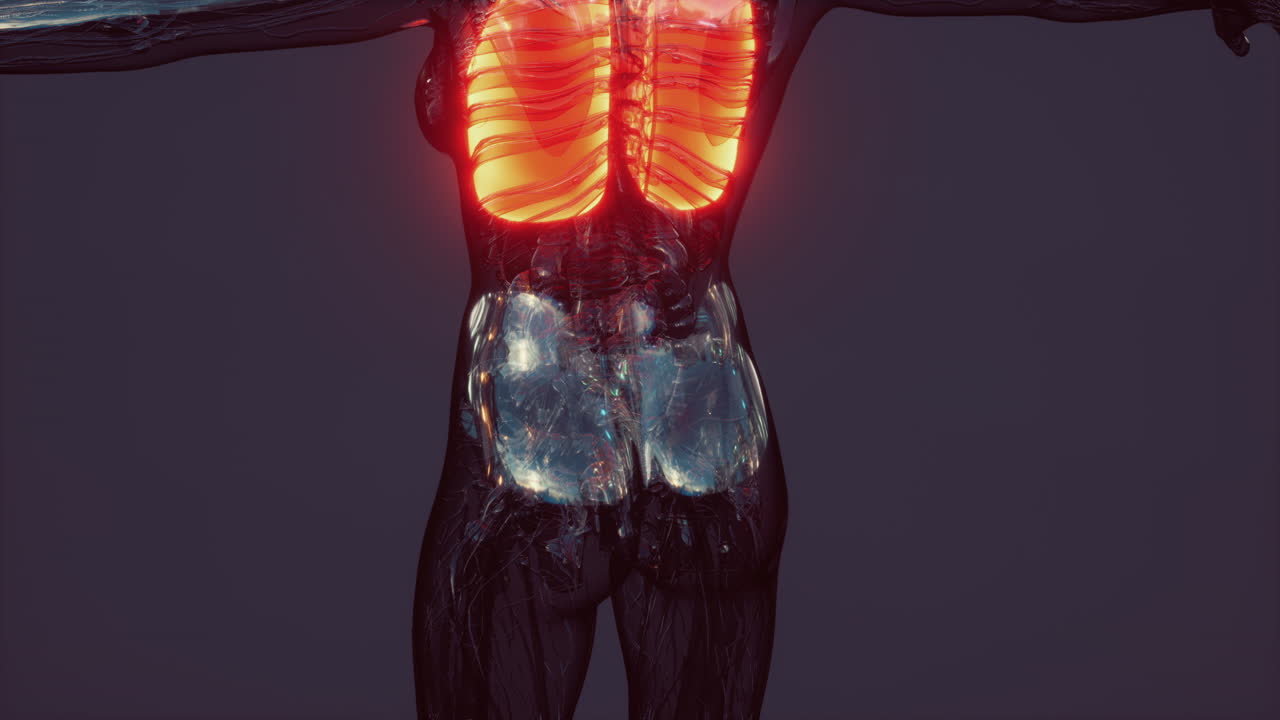 코로나바이러스 질병 코로나19 감염 의학 인체의 폐