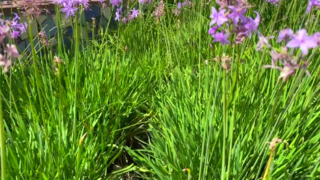 moving through beautiful little purple violet flowers and tall green grass on a sunny day in estepona spain, spring summer vibes, 4k shot