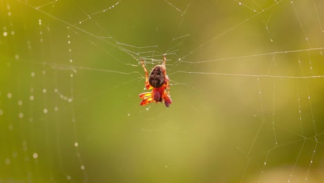 Regentropfen-Auf-Dem-Spinnennetz.-Spinnweben-In-Kleinen-Regentropfen.