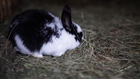 adorable little black and white bunny with short pointy ears eating straw