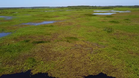 wetlands of northeast argentina shooted with drone