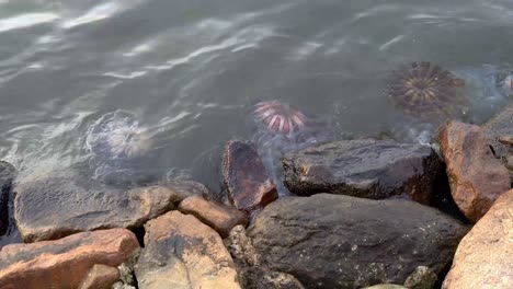 a colorful group of true jellyfishes stranded at the beach shore