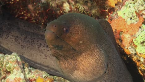 anguila morena gigante de la cámara frontal en el arrecife de coral