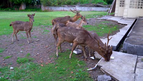 hungry deer herd is fed with human food leftovers, harmful diet