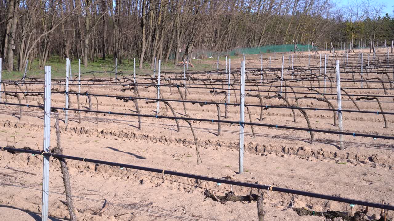 Young vineyard with irrigation lines and bare vines on dry soil