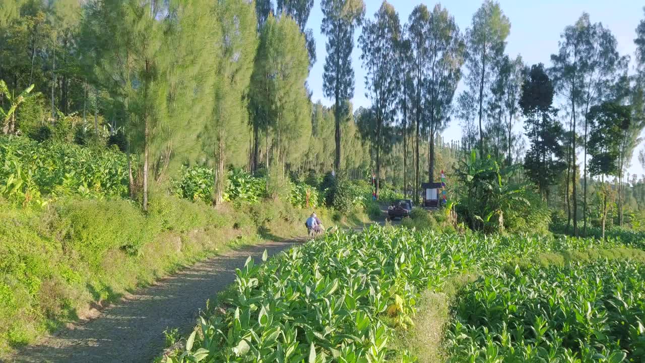 여름에 담배 농장 옆 도로에서 자동차와 오토바이를 운전하는 농부들의 공중 전망