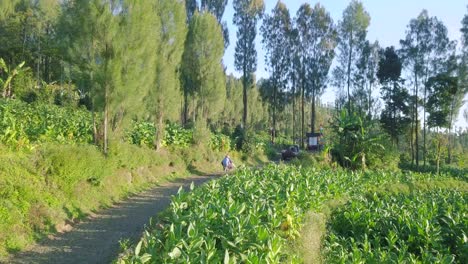 aerial view of farmers with car and motorcycle driving on road beside tobacco plantation in summer