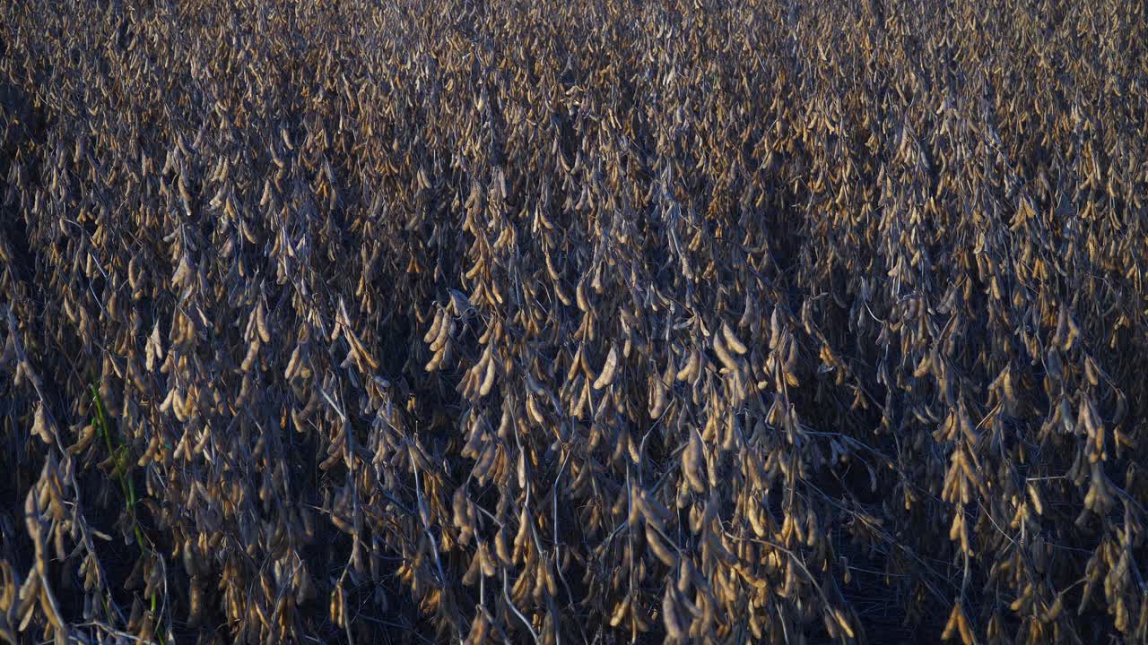 High-angle, wide view of a ripe soybean field.