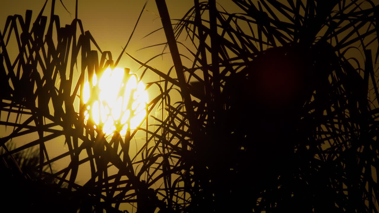 puesta de sol naranja tropical con un sol pleno detrás de las hojas oscilantes de una palmera - primer plano