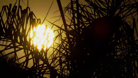 Tropical-orange-sunset-with-a-full-sun-behind-the-swaying-leaves-of-a-palm-tree---close-up-shot