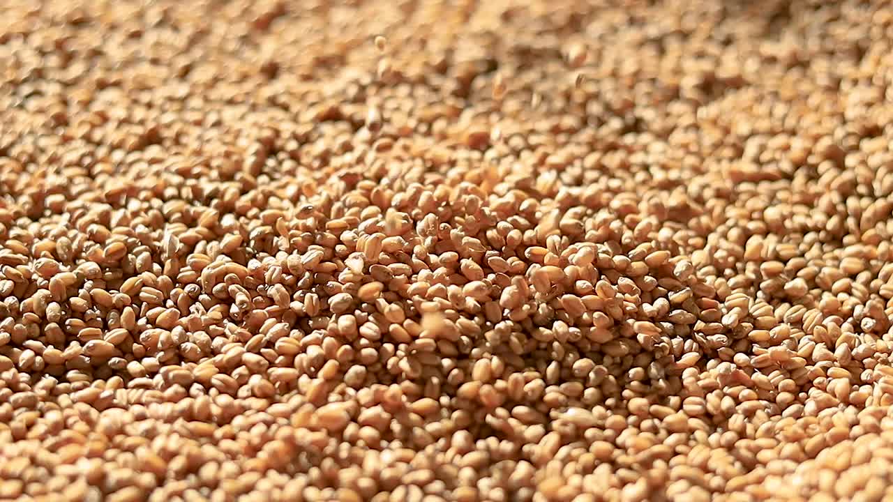 힙에 떨어지는 느리고 영화 같은 밀알