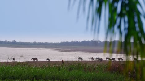 still shot in slow motion of a landscape where you can see a lake or river, vegetation and horses on the shores of the lake