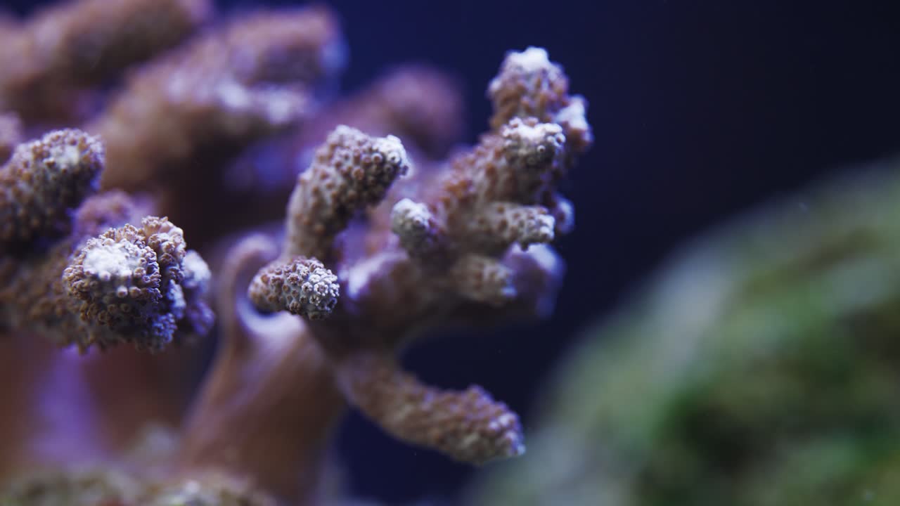 fotografía macro del coral acropora en un acuario de agua salada