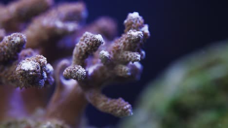 macro shot of the acropora coral in saltwater aquarium