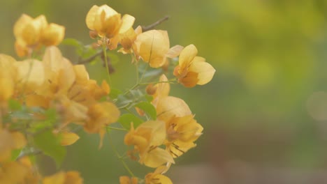 bougainvillea california gold flower waving in the wind, bokeh background, copy space