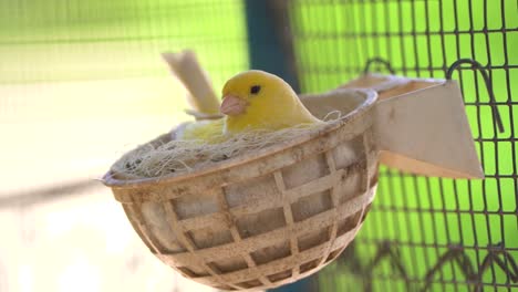 Canary-bird-in-a-nest-feeding-baby-birds-inside-cage