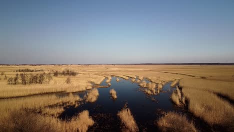 vista aérea del lago cubierto de juncos marrones, parque natural del lago pape, rucava, letonia, día soleado de primavera, tiro de drone de gran angular avanzando