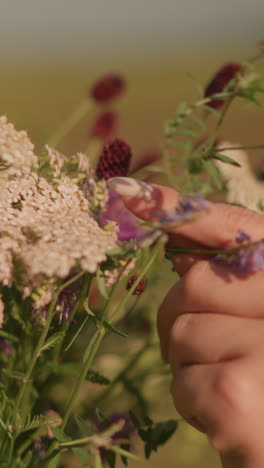 primer plano de un delicado ramo de flores silvestres balanceándose en la suave brisa mientras alguien arregla flores con un fondo borroso, enfatizando pétalos delicados y colores naturales vibrantes en un día soleado