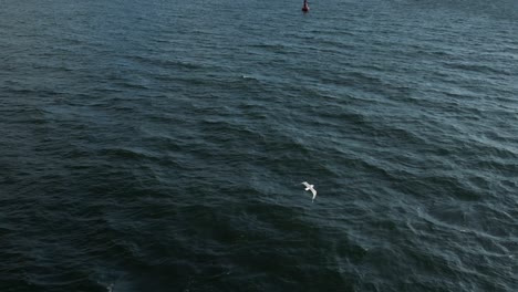 aerial view of seagull gracefully flying over baltic sea in slow motion