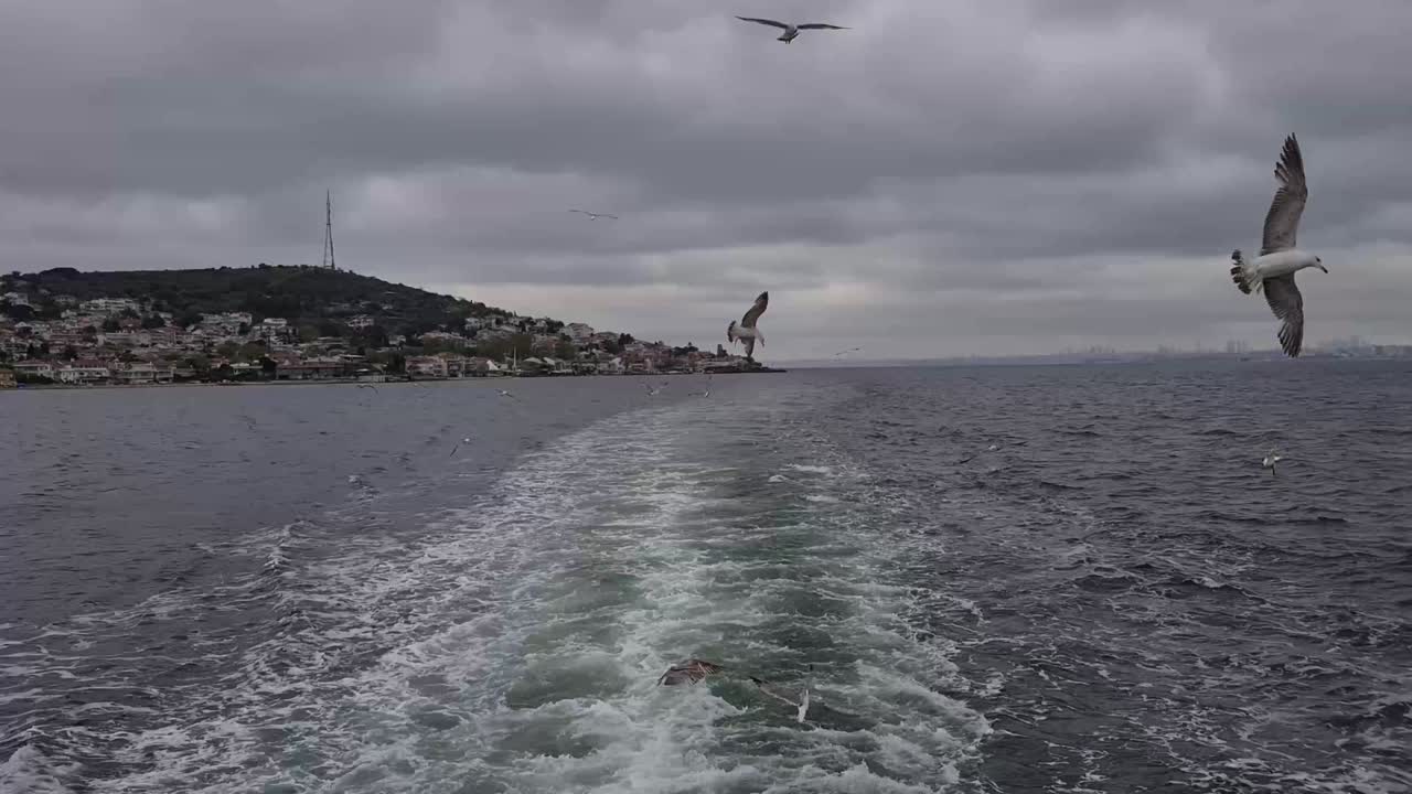 보스포루스의 뒷면 이스탄불 보트의 파동, 날아다니는 해파리