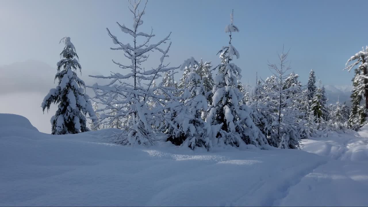 Dype trugespor på Vancouver Island
