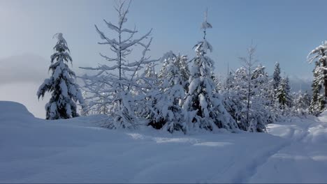 Tiefe-Schneeschuhspuren-Auf-Vancouver-Island