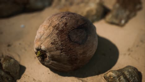 coco marrón en la arena de la playa