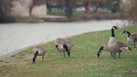 few ducks grazing outdoor at france countryside during evening in france