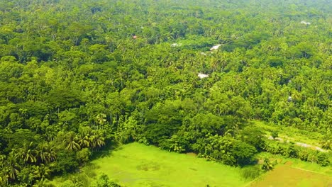 aerial panoramic over tropical forest nature green landscape