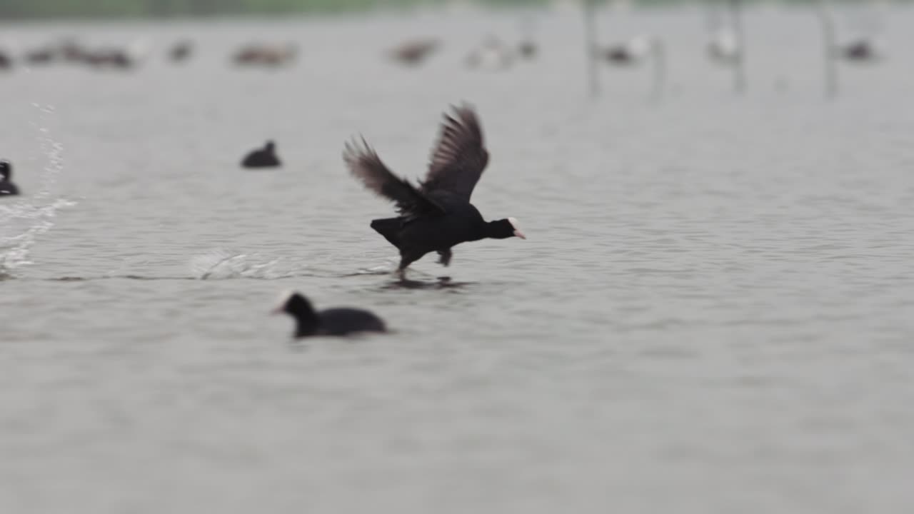 물 위 에 착륙 하는 검은 새