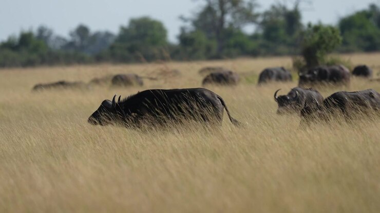 Bufali nelle praterie dell'Africa