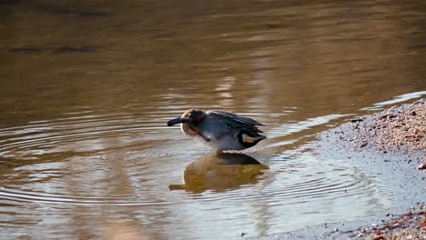 male eurasian teal duck stands on one leg and scratching its head and neck with second leg , anas crecca