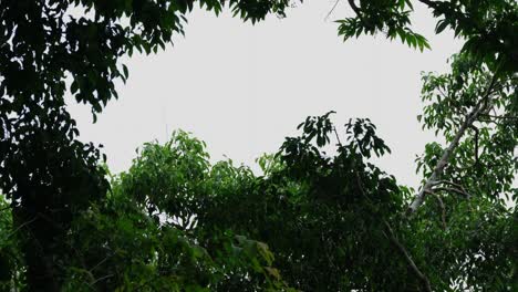 A-young-individual-jumping-to-another-branch-this-scenario-creates-a-silhouette,-Dusky-Leaf-Monkey-Trachypithecus-obscurus,-Thailand