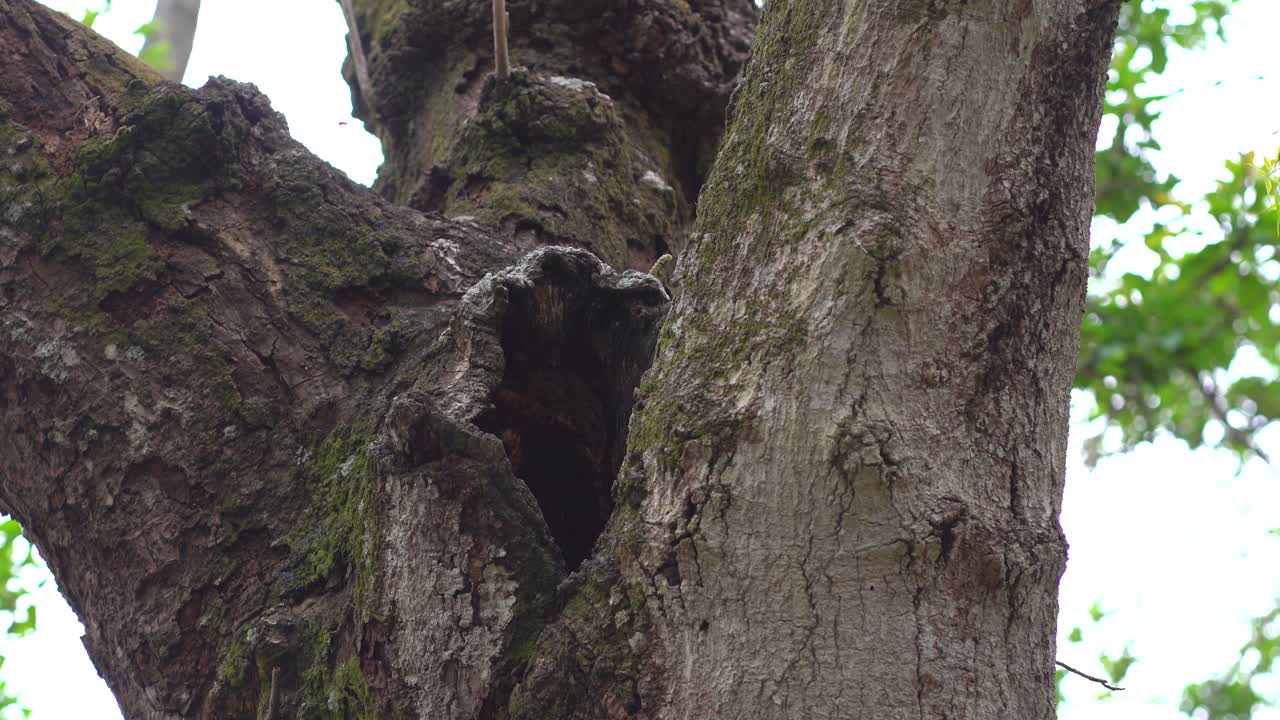 숲 속을 날아다니는 벌 떼