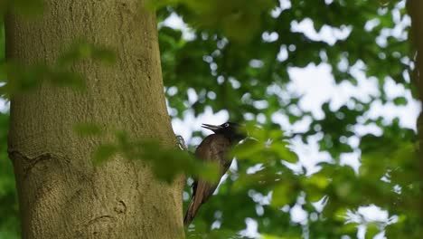 Pájaro-Carpintero-Negro-En-El-Bosque-Verde-De-Verano.-Camara-Lenta