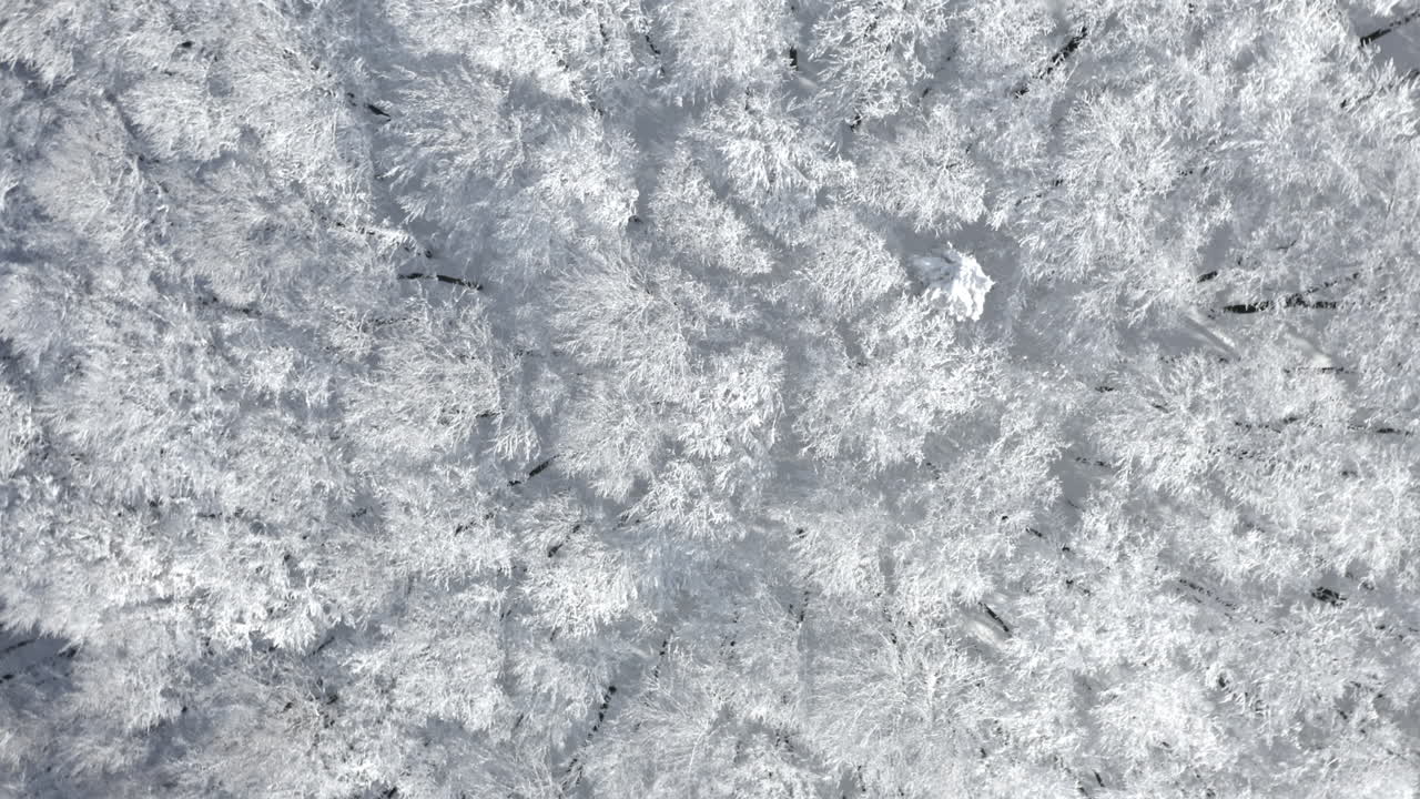 toma aérea ascendente del paisaje natural del bosque invernal, árboles cubiertos de nieve y hielo