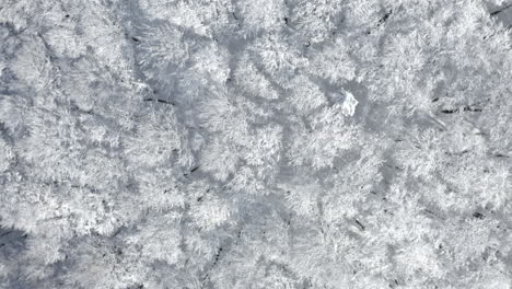 rising aerial shot of winter forest nature landscape, trees covered in snow and ice