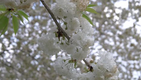 Los-Cerezos-Blancos-Florecen-En-Primavera