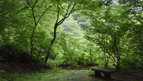 stunning forest scenery with deep dark scenery