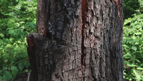 Una-Cacerola-Lenta-Hasta-La-Corteza-De-Un-árbol-Dividida-Por-La-Mitad,-Tal-Vez-Golpeada-Por-Un-Rayo