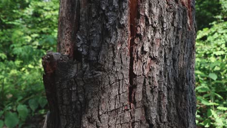 una cacerola lenta hasta la corteza de un árbol dividida por la mitad, tal vez golpeada por un rayo