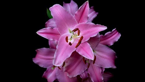 Flowering lily