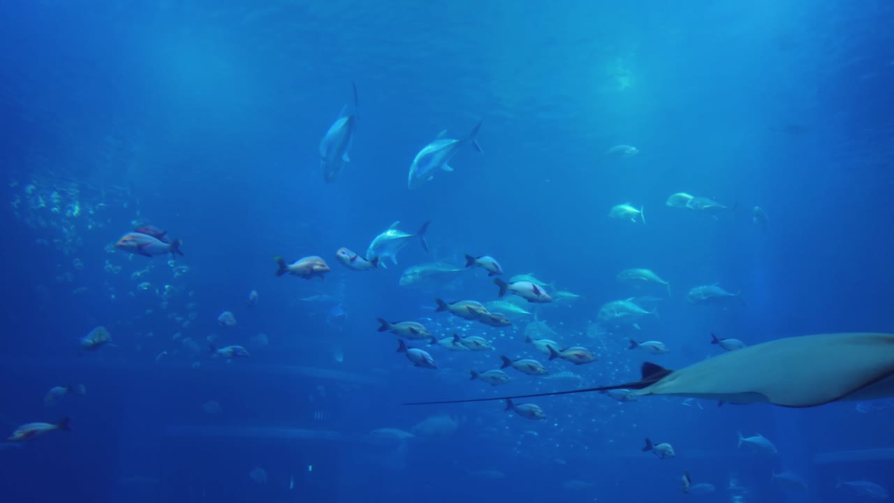 거대한 바다 탱크 배경을 통해 수영하는 물고기