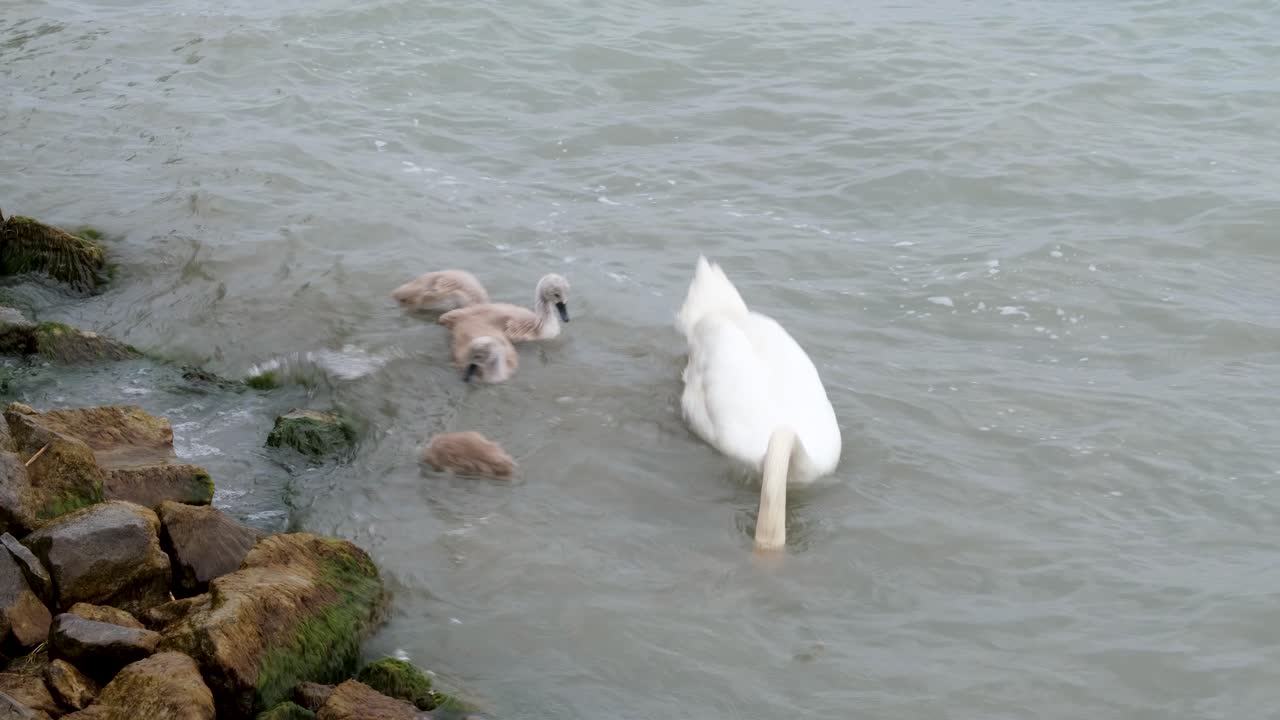 cisne con cisnes bebés nadando en el lago ventoso