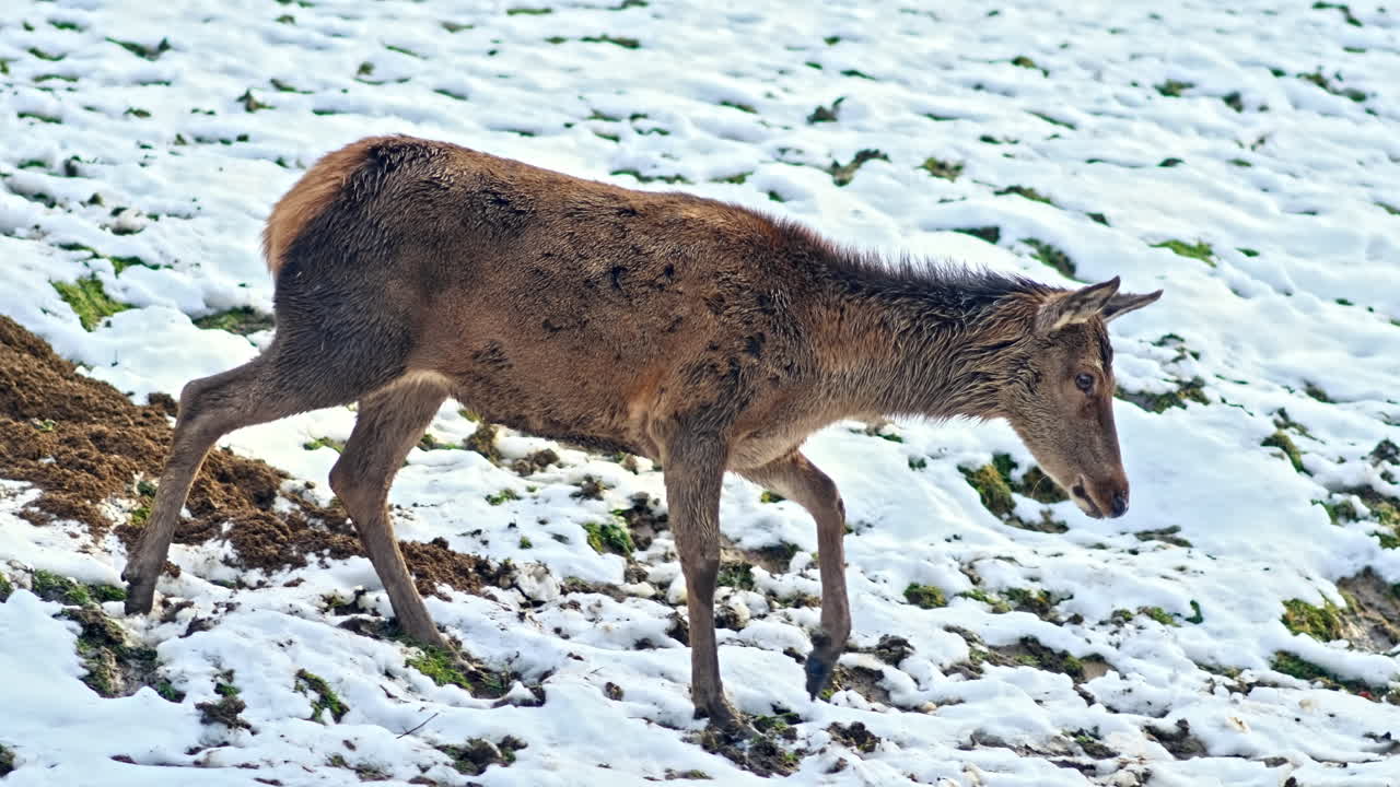 Hjorte på en snedækket græsplæne i Karpaterne, skov omkring dem, Rumænien