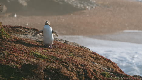 una vista del pingüino de ojos amarillos en el acantilado en katiki point nueva zelanda al amanecer - ancho