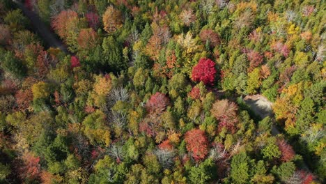 colores de otoño