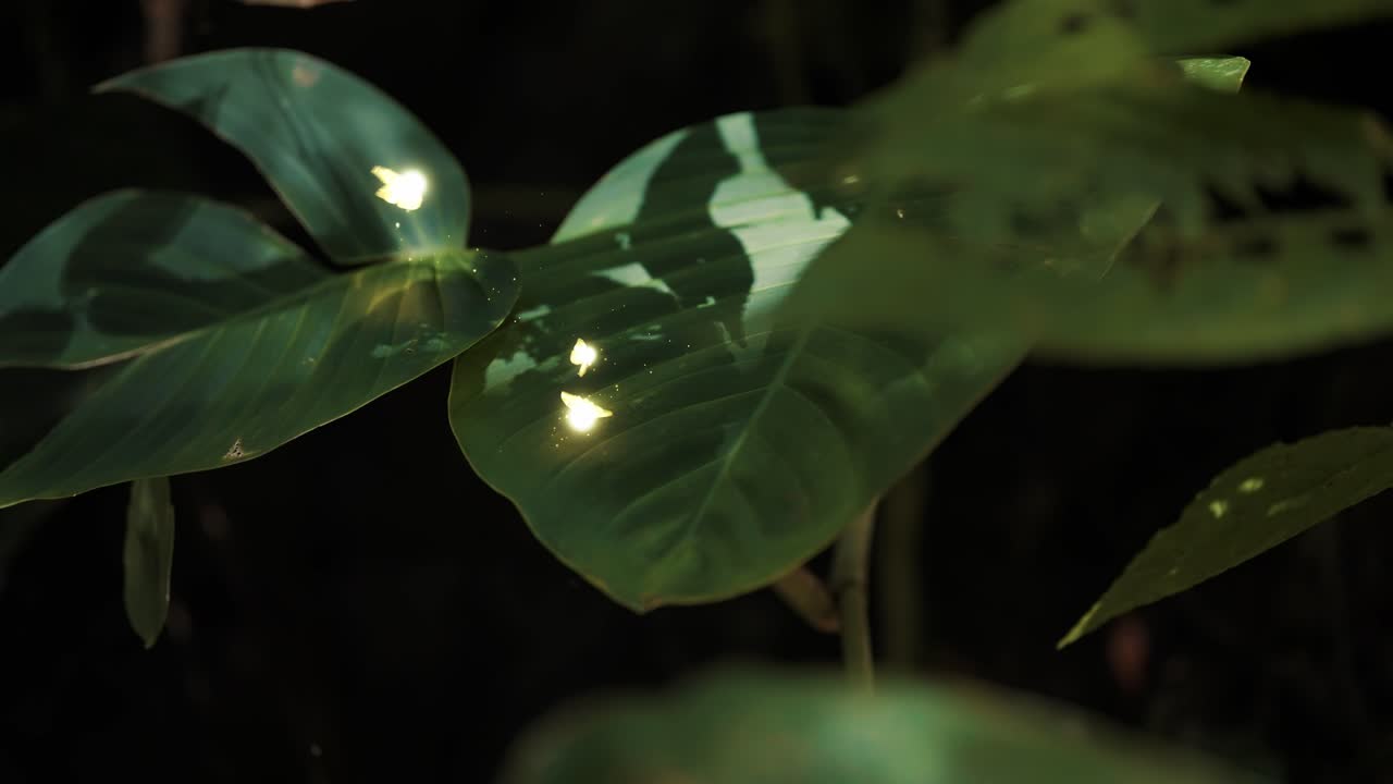 Fairies Dancing Over Leaves in the Jungle